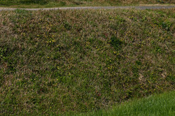 Potentilla.JPG