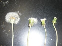 hitotosizen201104-2.jpg