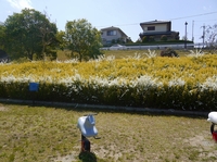 s-P1060414.jpg