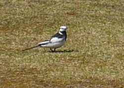 s-P1060422.jpg