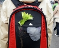 sasayama09re800.JPG
