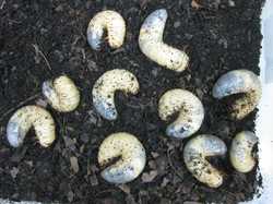 worm00.jpg