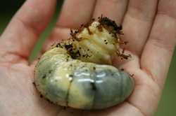 worm02.jpg