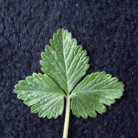 yabuhebi-ha.jpg