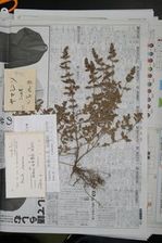 dryup2.JPGのサムネール画像