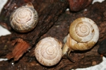 maimai800.JPG