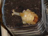 s-P1070995.jpg