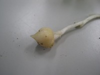 s-benikatabami 001.jpg