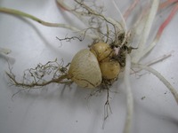 s-benikatabami 002.jpg