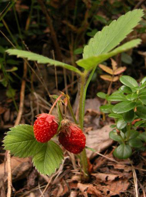 Fragaria1.jpg
