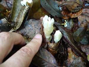 P1020014a.jpg