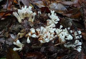 P1020021a.jpg
