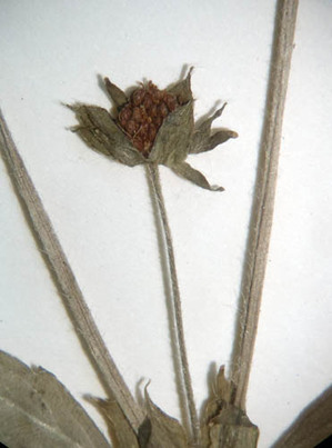 Potentilla3.jpg
