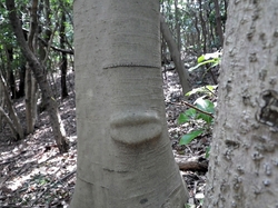 �O���΂��`