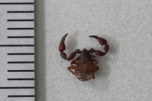 pseudoscorpion_5741.jpg