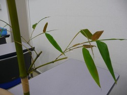 ささ3.jpg