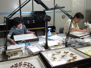 konchu_1492.jpg