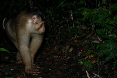 1_macaca.jpg
