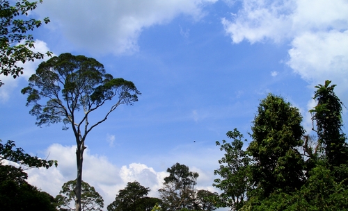 Borneo Blue Sky