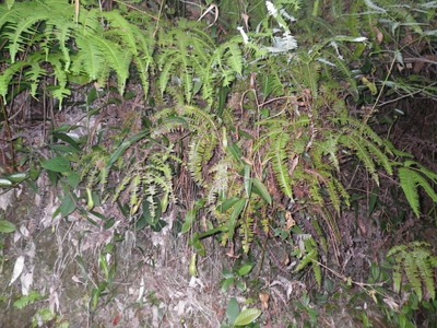 IMGP0007.jpg