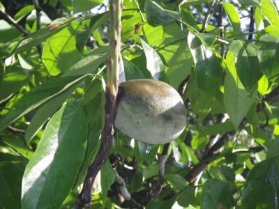 IMGP0031.jpg