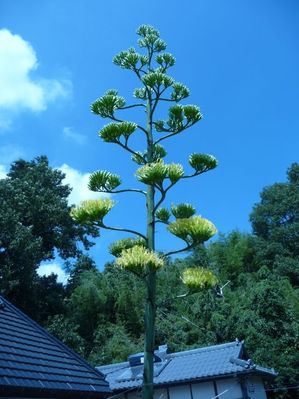 agave1.jpg
