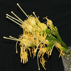 agave_female.JPG