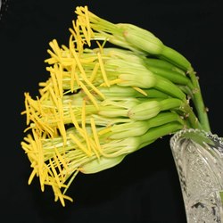 agave_male.JPG