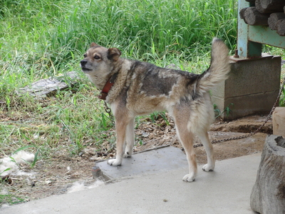 dog.JPG