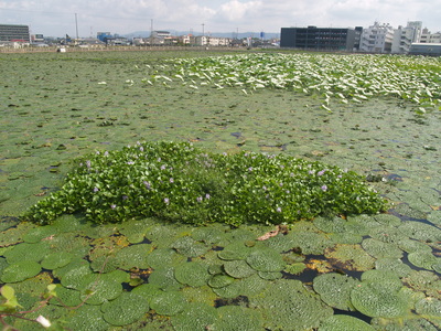pond.jpg