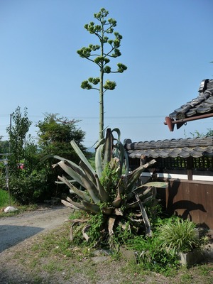 s-P1010471.jpg
