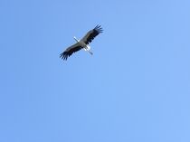 コウノトリのお出迎え