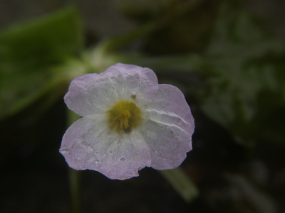flower.jpg