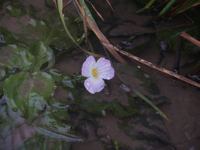 habitat.jpg