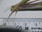root.jpg