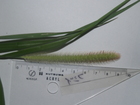 s_root.jpg