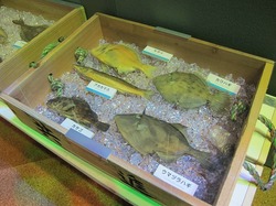 IMG_torobako_kawahagi.jpg