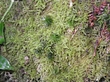 moss1.jpg