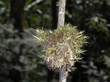 moss2.jpg