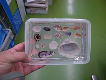 shell_iroiro.jpg