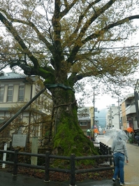 有名な木の根橋