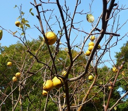 �J�����W�����ɂ������������