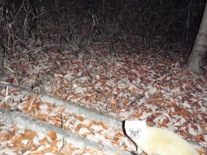 marten1.jpg