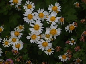 flower033.jpg