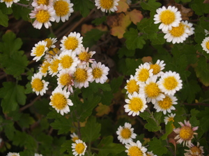 flower035.jpg