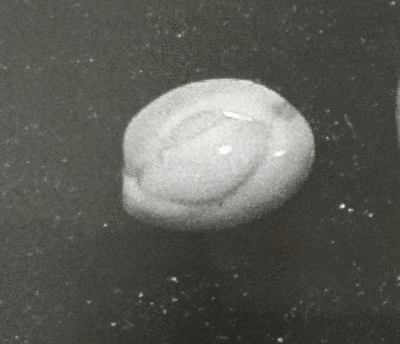 hakkenn2.gif
