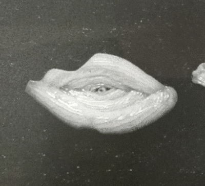 hakkenn3.gif