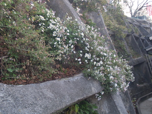 rock005.jpg