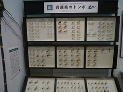 tomboHyogo.jpg