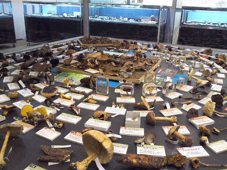 kinoko2012_3.JPG